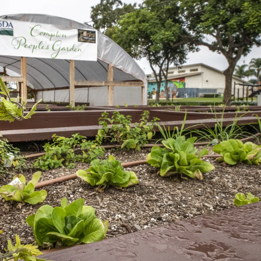 Lettuce heads growing in a bed alongside a drip line
