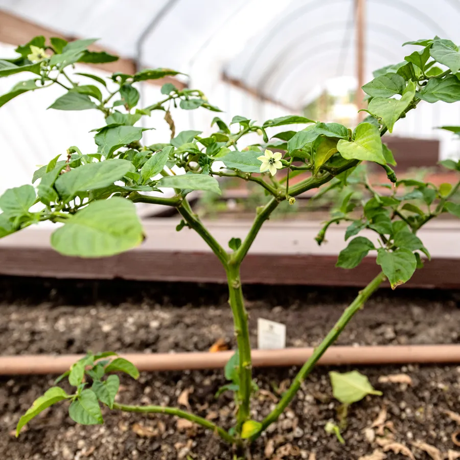 A young pepper plant in flower under a polytunnel