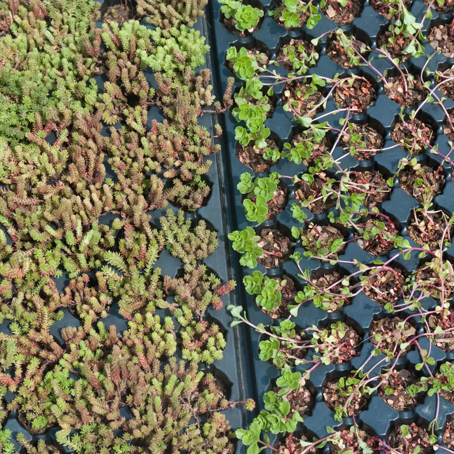 A dense tray of young green seedlings viewed from above